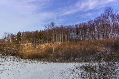 Karlı kış ormanlarında yürürken