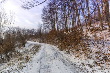 Karlı kış ormanlarında yürürken