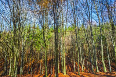 Çıplak ağaçlar ve yere düşen yapraklarla sonbahar ormanı manzarası.