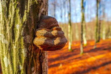 Ormanda ağaç kabuğunda yetişen mantar.