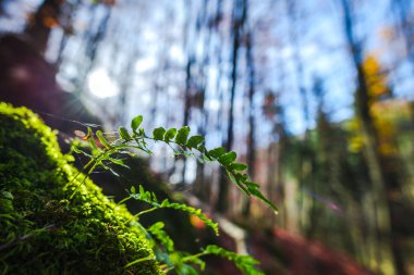 Ormandaki bitkilerin detaylı görünümü