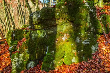 Ormandaki bitkilerin detaylı görünümü