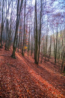 Çıplak ağaçlar ve yere düşen yapraklarla sonbahar ormanı manzarası.