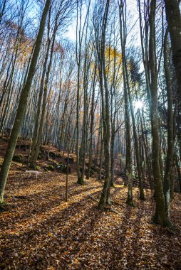 Çıplak ağaçlar ve yere düşen yapraklarla sonbahar ormanı manzarası.