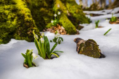 İlkbahar ormanlarında kar damlalarının yakın görüntüsü