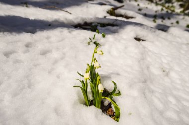 İlkbahar ormanlarında kar damlalarının yakın görüntüsü