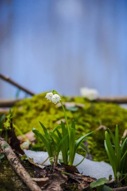 İlkbahar ormanlarında kar damlalarının yakın görüntüsü