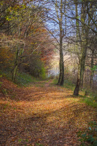 Landschap Van Herfstbos Met Kale Bomen Omgevallen Bladeren Grond — Stockfoto