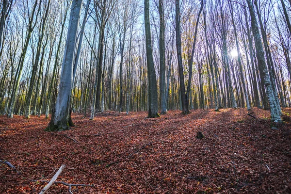 Ландшафт Осіннього Лісу Голими Деревами Опале Листя Землі — стокове фото