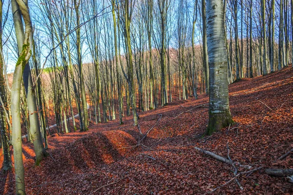 Paysage Forêt Automnale Avec Arbres Nus Feuilles Tombées Sur Sol — Photo