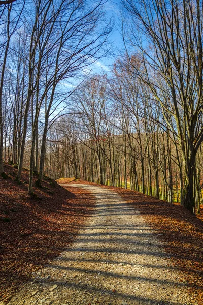 Landscape Autumnal Forest Bare Trees Fallen Leaves Ground — Stock Photo, Image