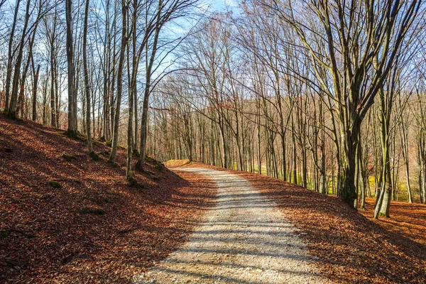 Paesaggio Foresta Autunnale Con Alberi Spogli Foglie Cadute Terra — Foto Stock