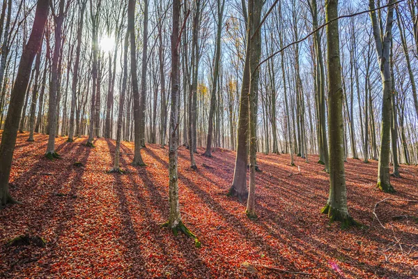 Landschap Van Herfstbos Met Kale Bomen Omgevallen Bladeren Grond — Stockfoto