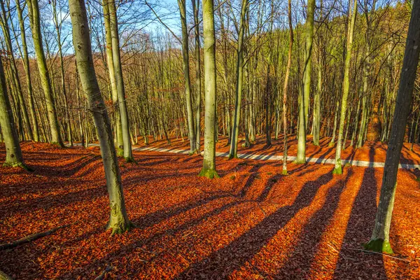 Paesaggio Foresta Autunnale Con Alberi Spogli Foglie Cadute Terra — Foto Stock