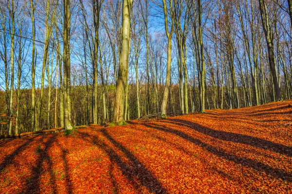 Landscape Autumnal Forest Bare Trees Fallen Leaves Ground — Stock Photo, Image