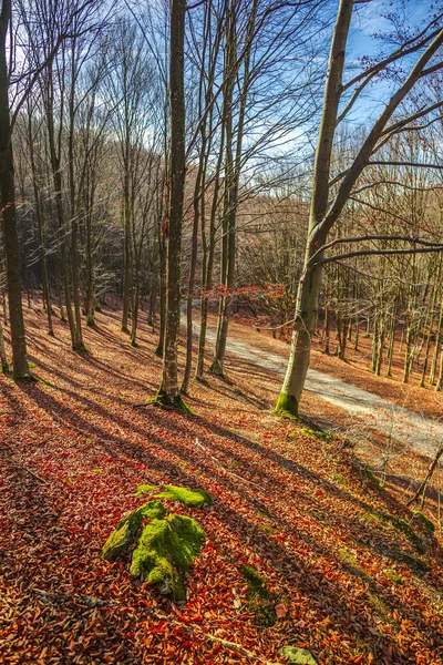 Landskap Höstskog Med Bara Träd Och Fallna Löv Marken — Stockfoto