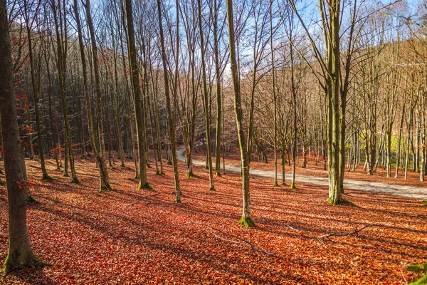 Τοπίο Φθινοπωρινού Δάσους Γυμνά Δέντρα Και Πεσμένα Φύλλα Στο Έδαφος — Φωτογραφία Αρχείου