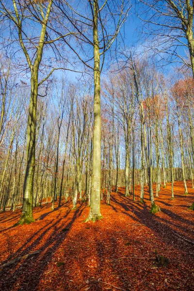 裸の木や倒木のある秋の森の風景 — ストック写真