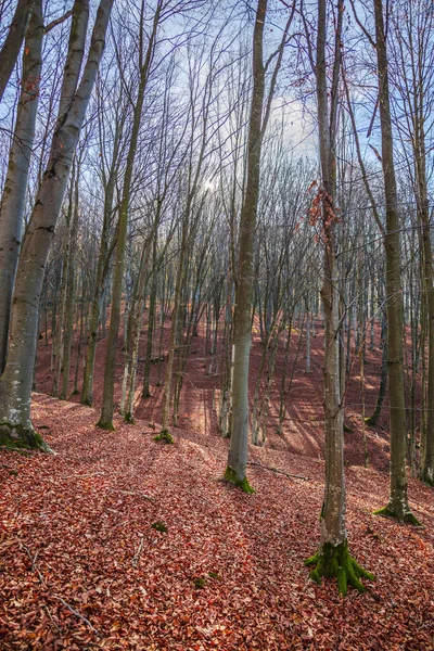 Landskap Höstskog Med Bara Träd Och Fallna Löv Marken — Stockfoto