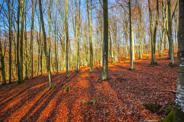 Paesaggio Foresta Autunnale Con Alberi Spogli Foglie Cadute Terra — Foto Stock