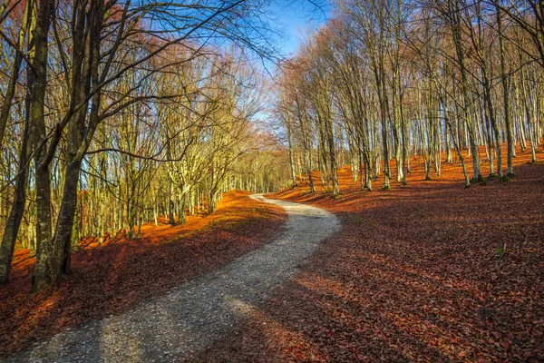 Пейзаж Осеннего Леса Голыми Деревьями Опавшими Листьями Земле — стоковое фото