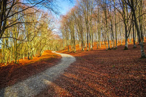 Landscape Autumnal Forest Bare Trees Fallen Leaves Ground — Stock Photo, Image