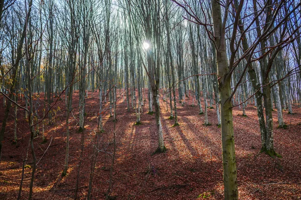 Ландшафт Осіннього Лісу Голими Деревами Опале Листя Землі — стокове фото