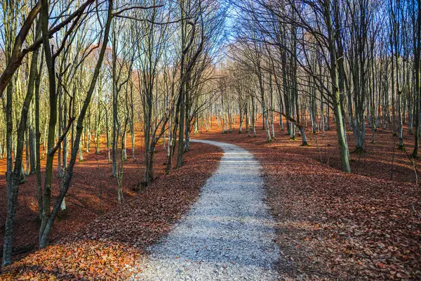 Landscape Autumnal Forest Bare Trees Fallen Leaves Ground — Stock Photo, Image