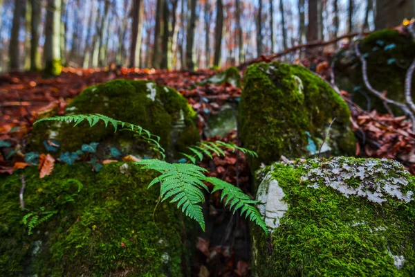 Szczegóły Widok Roślin Lesie — Zdjęcie stockowe