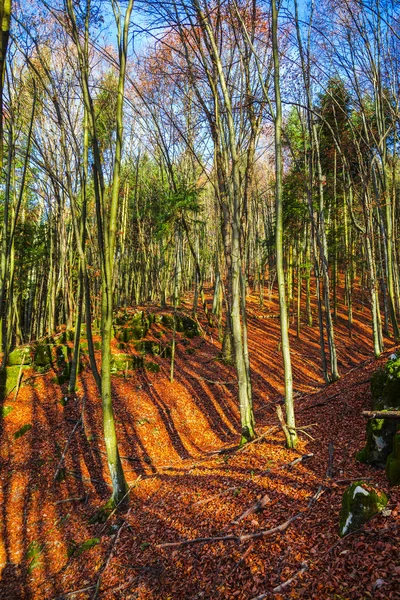 Paesaggio Foresta Autunnale Con Alberi Spogli Foglie Cadute Terra — Foto Stock