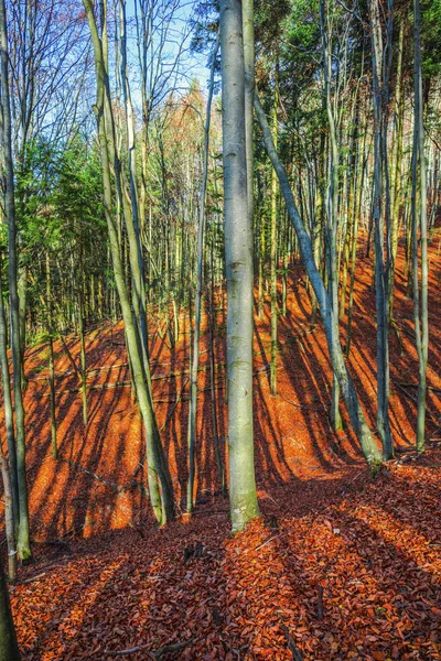 Landskap Höstskog Med Bara Träd Och Fallna Löv Marken — Stockfoto