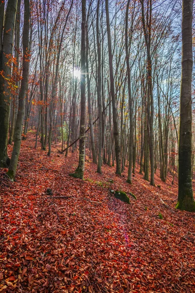Landschaft Herbstlichen Waldes Mit Kahlen Bäumen Und Umgefallenen Blättern Auf — Stockfoto