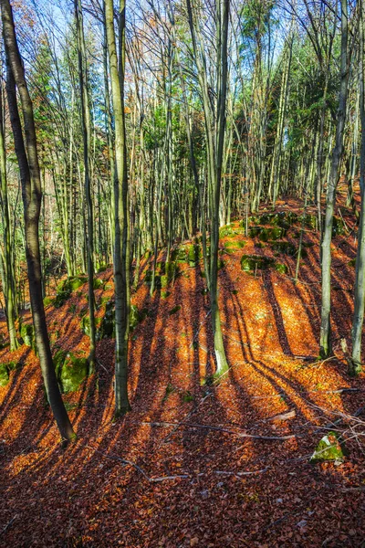 Landskap Höstskog Med Bara Träd Och Fallna Löv Marken — Stockfoto