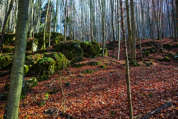 Landschap Van Herfstbos Met Kale Bomen Omgevallen Bladeren Grond — Stockfoto