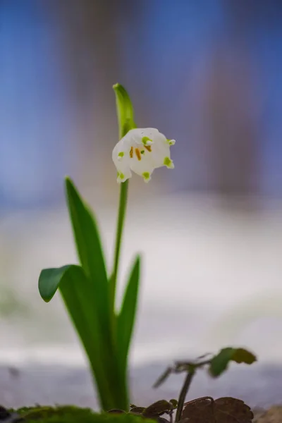 Szoros Rálátás Hóvirágokra Kora Tavaszi Erdőben — Stock Fotó