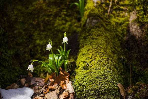 Vista Próxima Nevascas Início Floresta Primavera — Fotografia de Stock