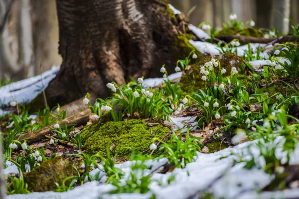 Vista Próxima Nevascas Início Floresta Primavera — Fotografia de Stock