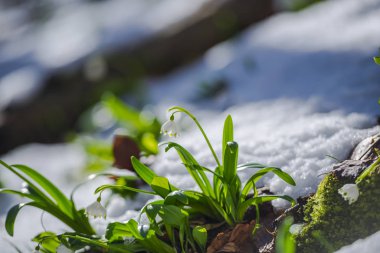 İlkbahar ormanlarında kar damlalarının yakın görüntüsü