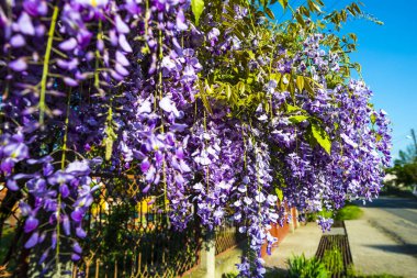 ilkbaharda çiçek açan ağaçlar ile Bahçe
