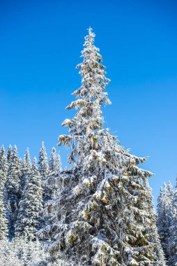 Kış dağlarını kaplayan kar manzarası