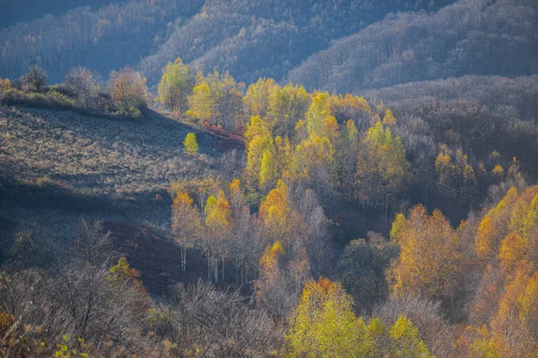 Сельская Местность Осенний Сезон Осенние Деревья — стоковое фото