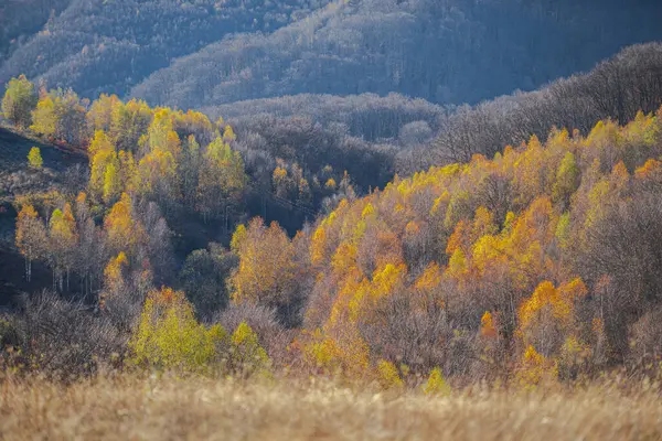 Campagna Paesaggio Rurale Autunno Stagione Alberi Autunnali — Foto Stock