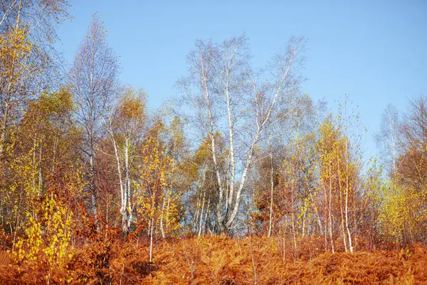 Landsbygdslandskap Höstsäsongen Höstträd — Stockfoto