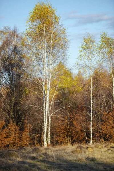 Ahoj Podzim Krajina Podzimní Sezóně — Stock fotografie