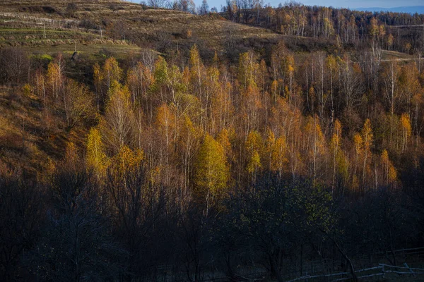 Sonbahar Mevsiminde Kırsal Alan Sonbahar Ağaçları — Stok fotoğraf