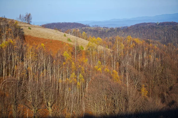 Ağaçlarla Dolu Kırsal Alanda Sonbahar — Stok fotoğraf