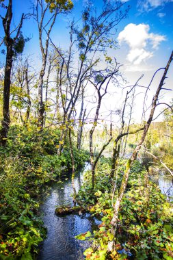 Nehir sonbahar ormanında akıyor. 