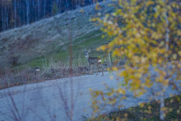 Herbst Der Landschaft Und Capreolus Hirsche — Stockfoto