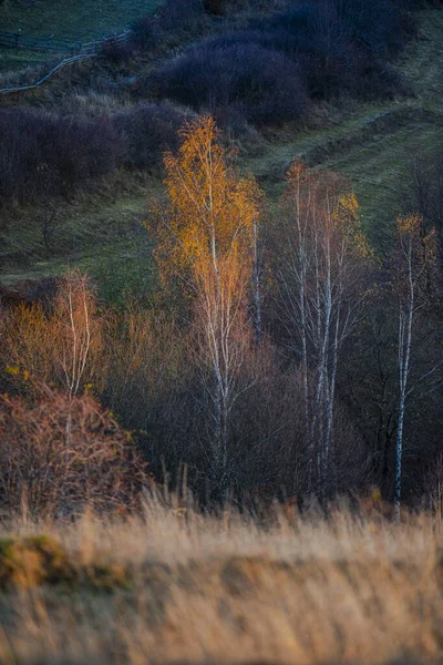 Landskap Hösten Höstträd Med Gula Blad — Stockfoto