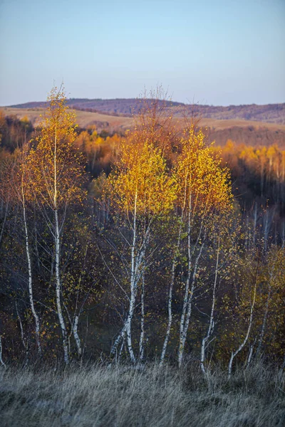 Paisagem Rural Temporada Outono Árvores Outono Com Folhas Amarelas — Fotografia de Stock